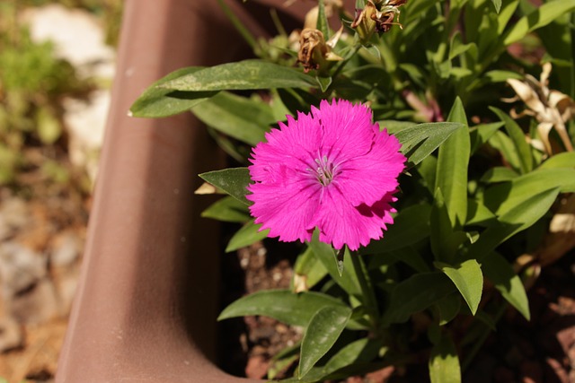 Free Nature Flowers photo and picture