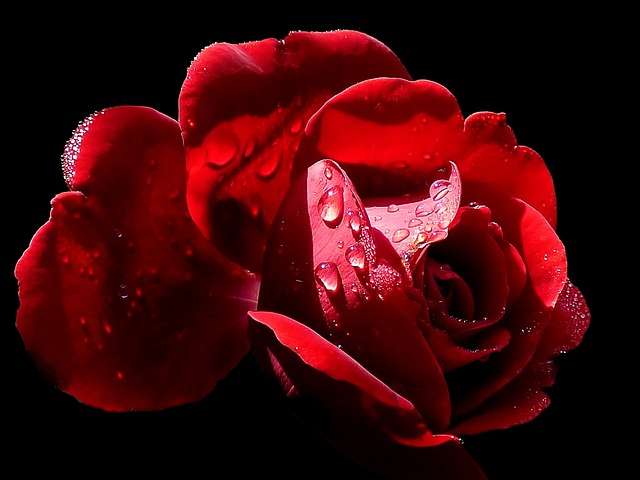 Free Roses Blossom photo and picture
