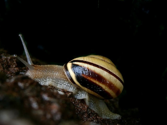 Free Snail Shell photo and picture
