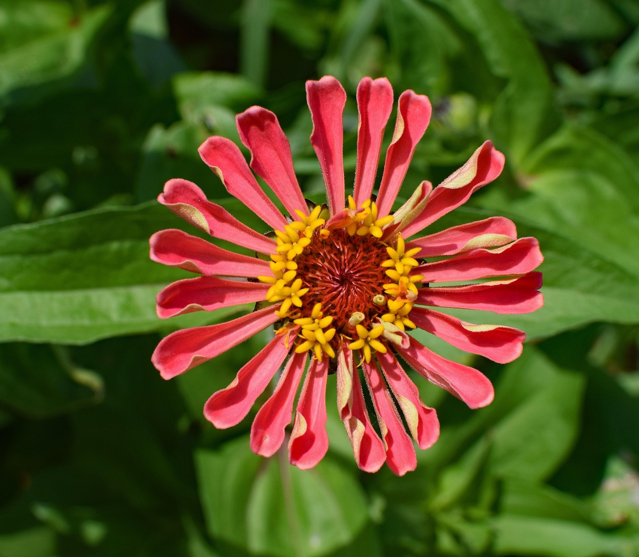 https://cdn.pixabay.com/photo/2017/06/10/22/18/deep-coral-zinnia-2390936_1280.jpg