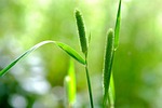 millet, wild grasses, forest
