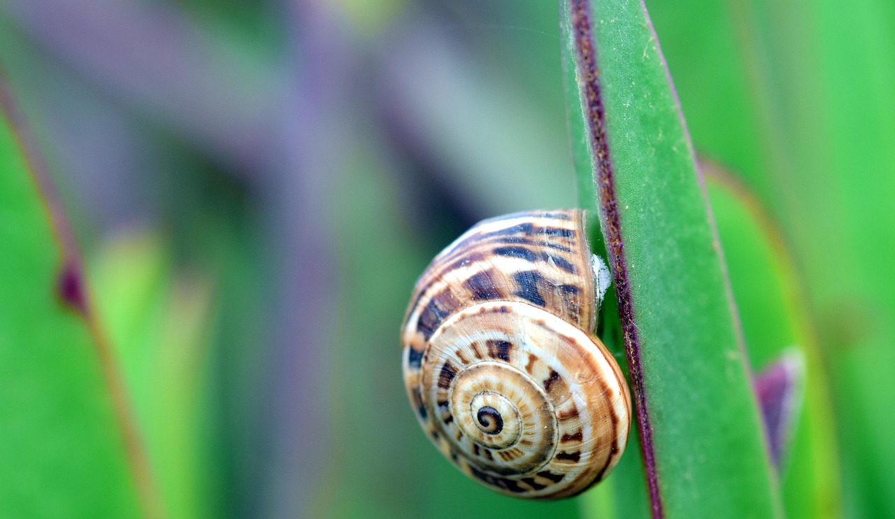 snail-2390944_1280.jpg