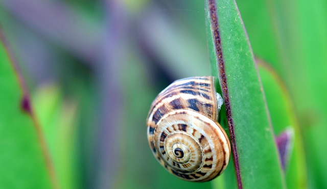 snail, cactus, creeping animal, macro, spiral, nature, close up, shell, mollusc, protection, holed up, protected, attached to, small, little snail, wait, persevere