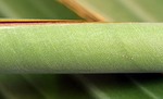 banana leaf, close, green