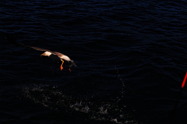 Free Gocek Boat photo and picture