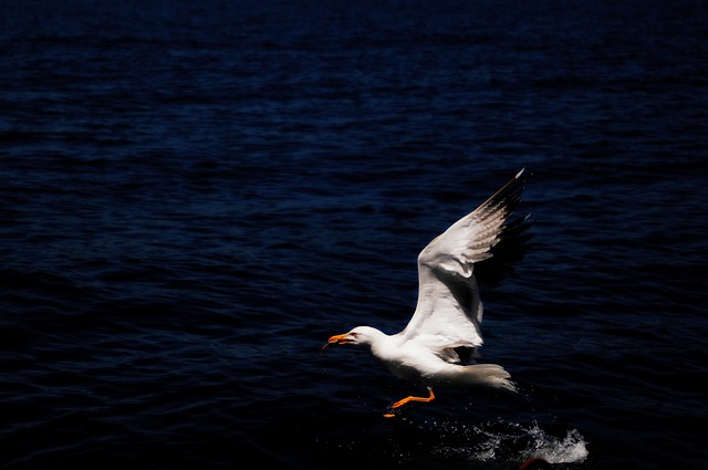 Free Gocek Boat photo and picture