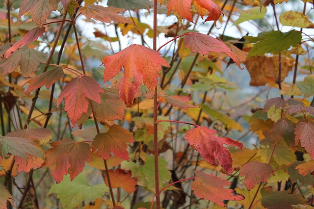 Fall Autumn Leaves Foliage - Free photo on Pixabay - Pixabay