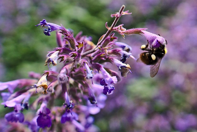 Free Bumblebee Flower Wallpaper photo and picture