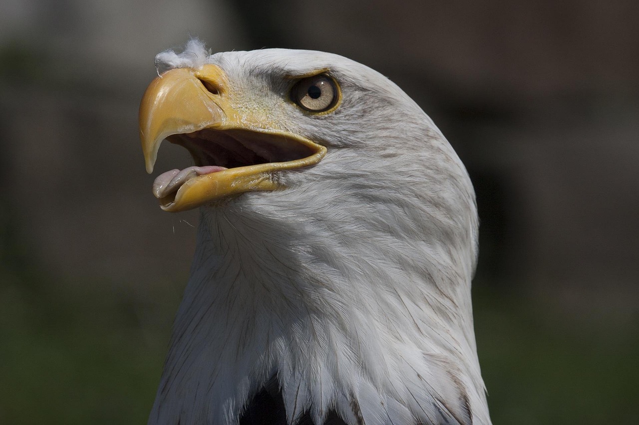 Madár Sas Raptor Ragadozó - Ingyenes fotó a Pixabay-en - Pixabay
