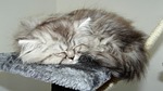 cat, feline, hair