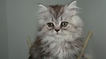 cat, feline, hair
