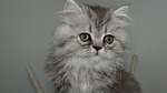 cat, feline, hair