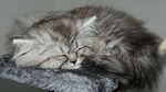 cat, feline, hair