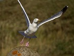 gull, departure, start