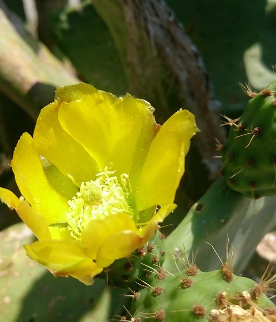 Kaktus, Grækenland, Gul, Blomst