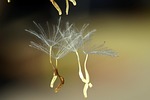 flying seeds, close, seeds