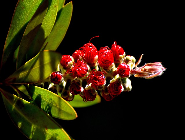 Free Lemon Bottlebrush Callistemon Citrinus photo and picture