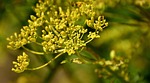 the garden parsnip, pastinaca sativa, flower