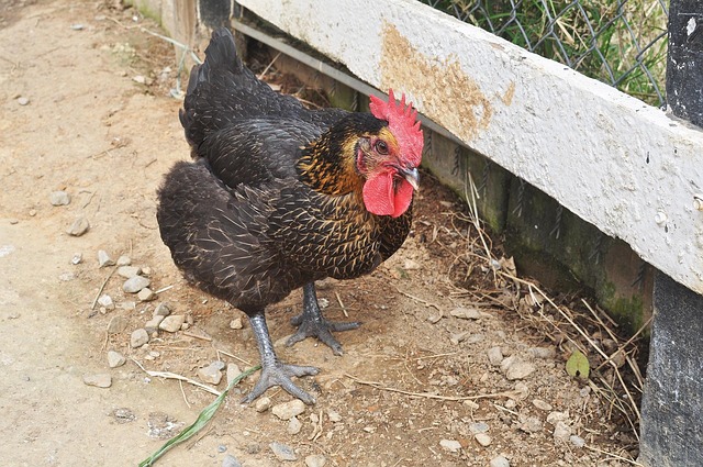 Galo, Preto De Frango, Animal