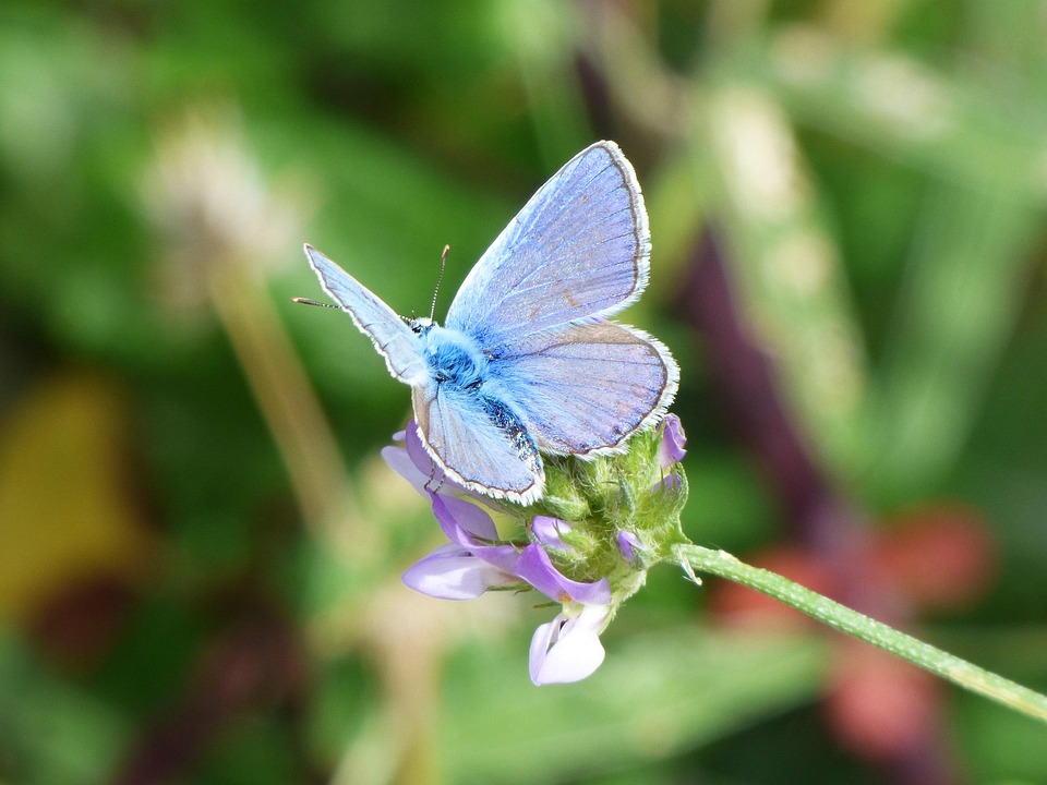 Free photo Butterfly, Blue Butterfly Free Image on Pixabay 2393038
