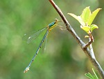 dragonfly, damselfly, green dragonfly