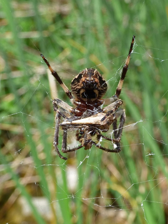Araña Devorando A Un Saltamontes - Foto gratis en Pixabay - Pixabay