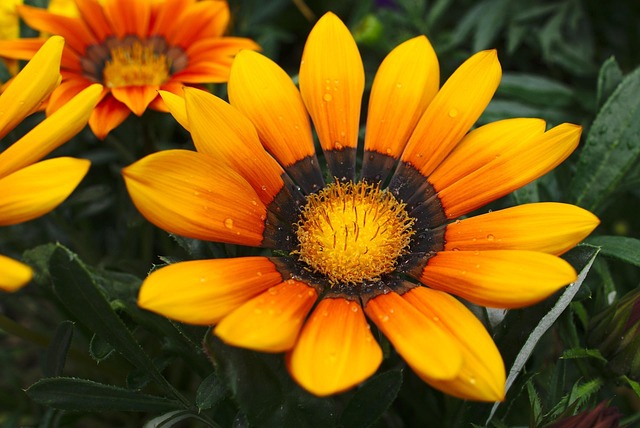 Free Yellow Beautiful Flowers photo and picture