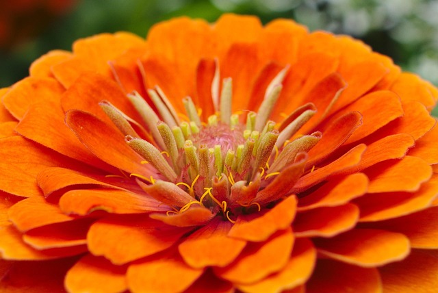 Free Orange Flower photo and picture