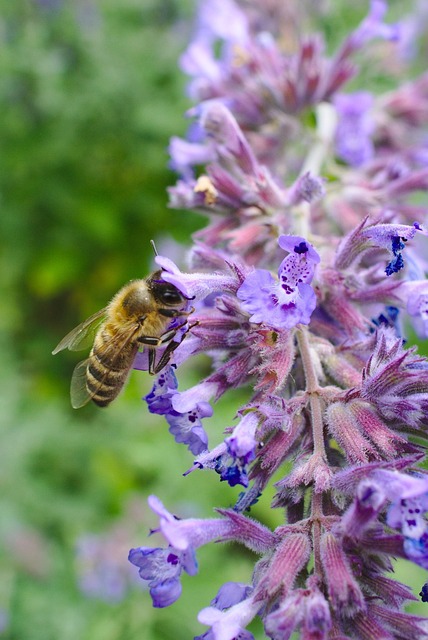 Free Bee Flower photo and picture
