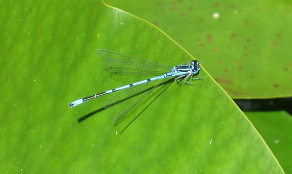 Libelle, Gartenteich, Natur, Insekt