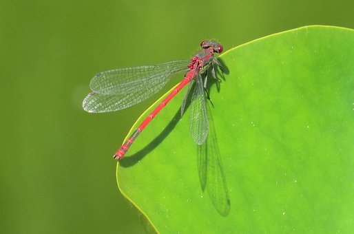 Libelle, Teich, Insekt, Natur, Wasser