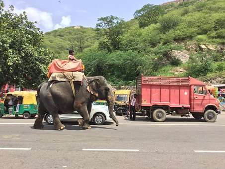 Free Elephant Riding photo and picture