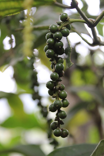 Free Pepper Nature photo and picture