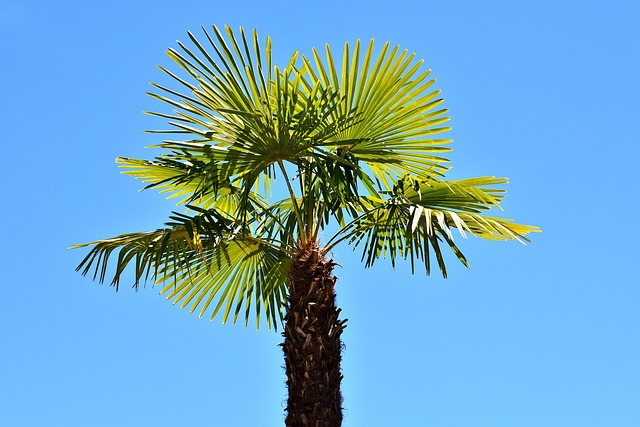 Download free HD stock image of Palm Tree Summer Free Palm Tree Summer photo and picture
