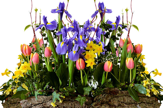 Free spring tulips daffodils illustration
