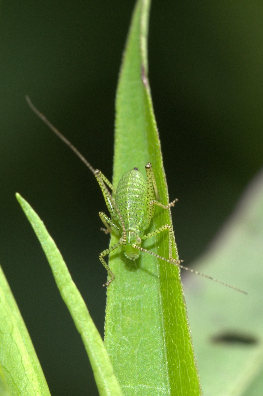 Hay Horse Deciduous Locust Insect - Free photo on Pixabay