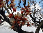 tree, apricot, flowers