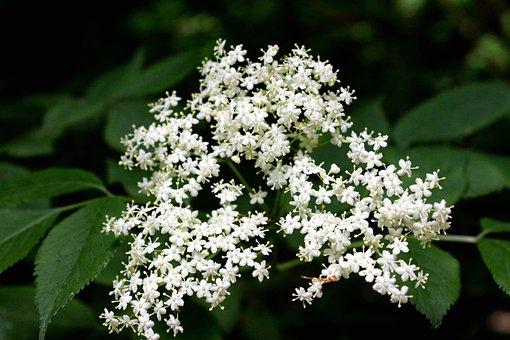 Flores, Naturaleza, Primavera, Floral