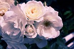 flower, blossom, bloom