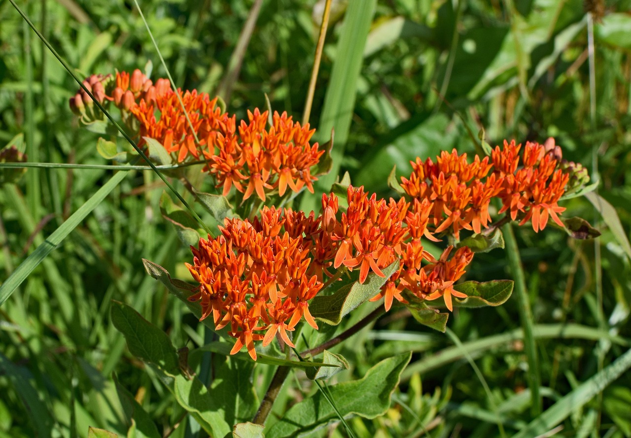 How to Grow Butterfly Weed Growing Butterfly Weed and Milkweed