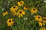 wild black-eyed susan, wildflower, flower