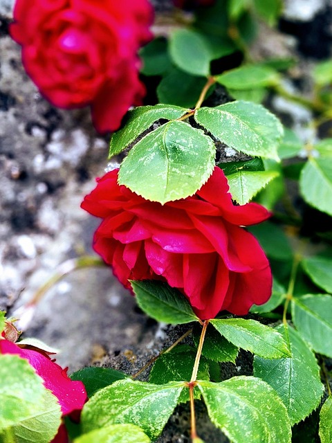 Free Flower Rose photo and picture