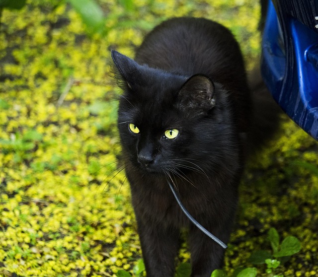 Gato, Verão, Lindo, Verde, Animais