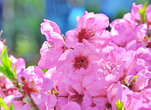 Bloeiende Boom, Natuur, Fruitig, Tuin