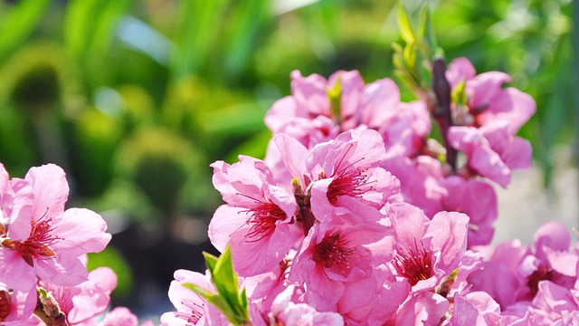 Bloeiende Boom, Natuur, Fruitig, Tuin