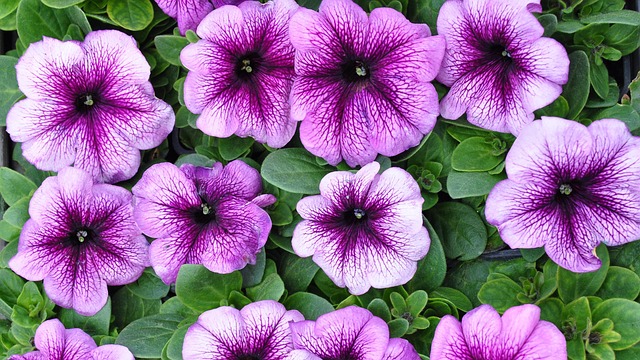 Tuin Bloemen, Zomer, Natuur