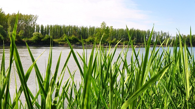 Rivier, Natuur, Zomer