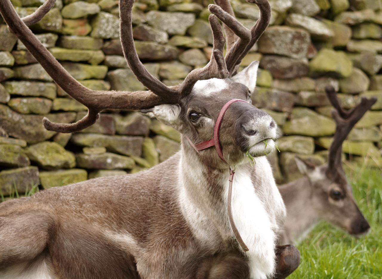 600  Free Reindeer Nature Photos Pixabay