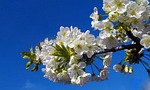 apricot, tree, flowers
