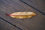 leaves, wood, autumn
